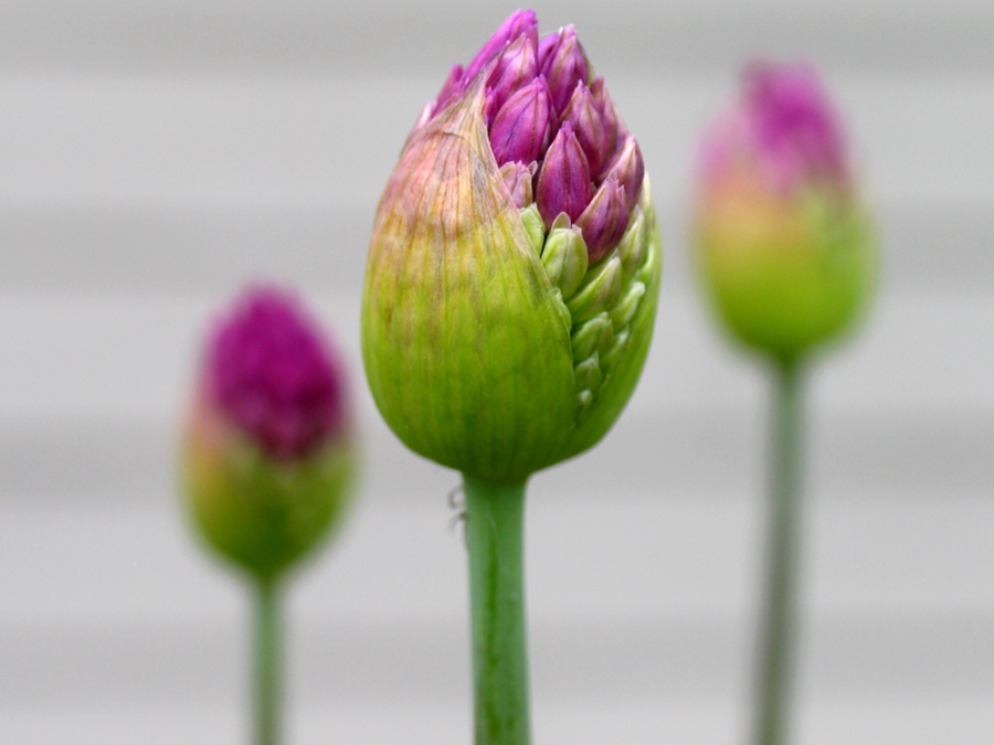 Allium Buds