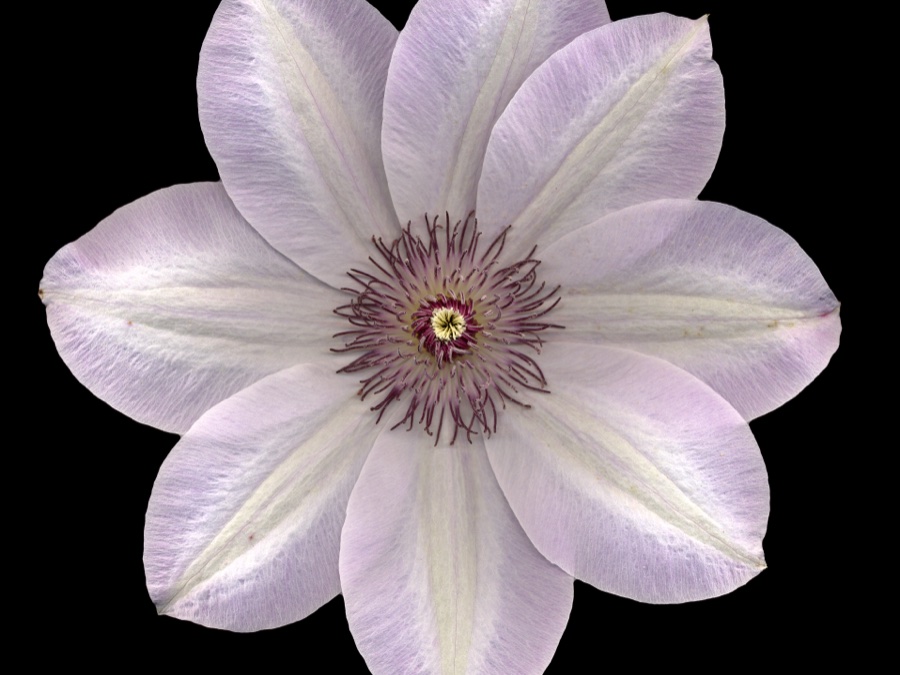 Clematis Flower